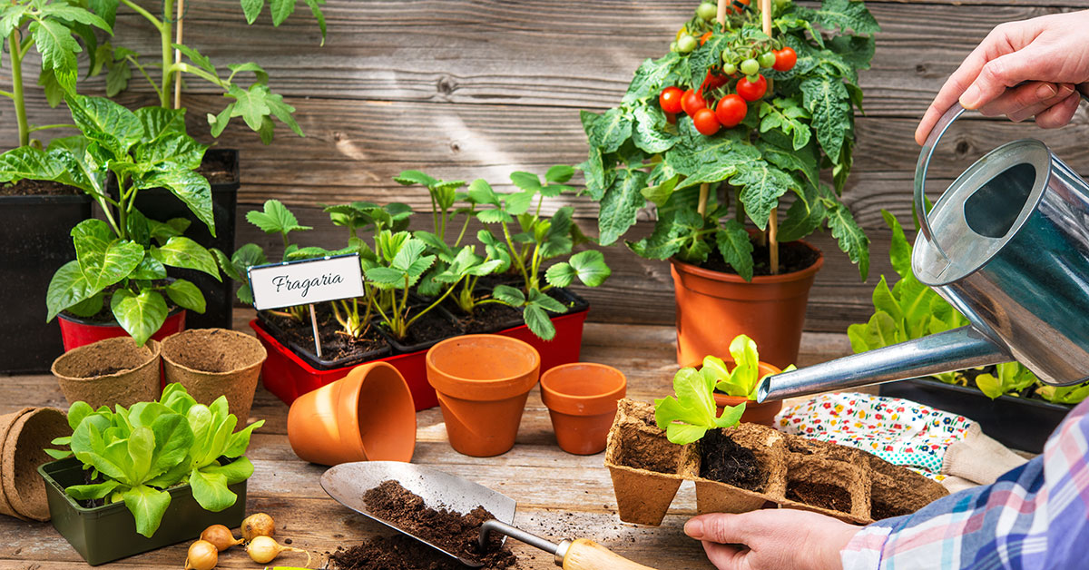 Container Vegetable Gardening Diy